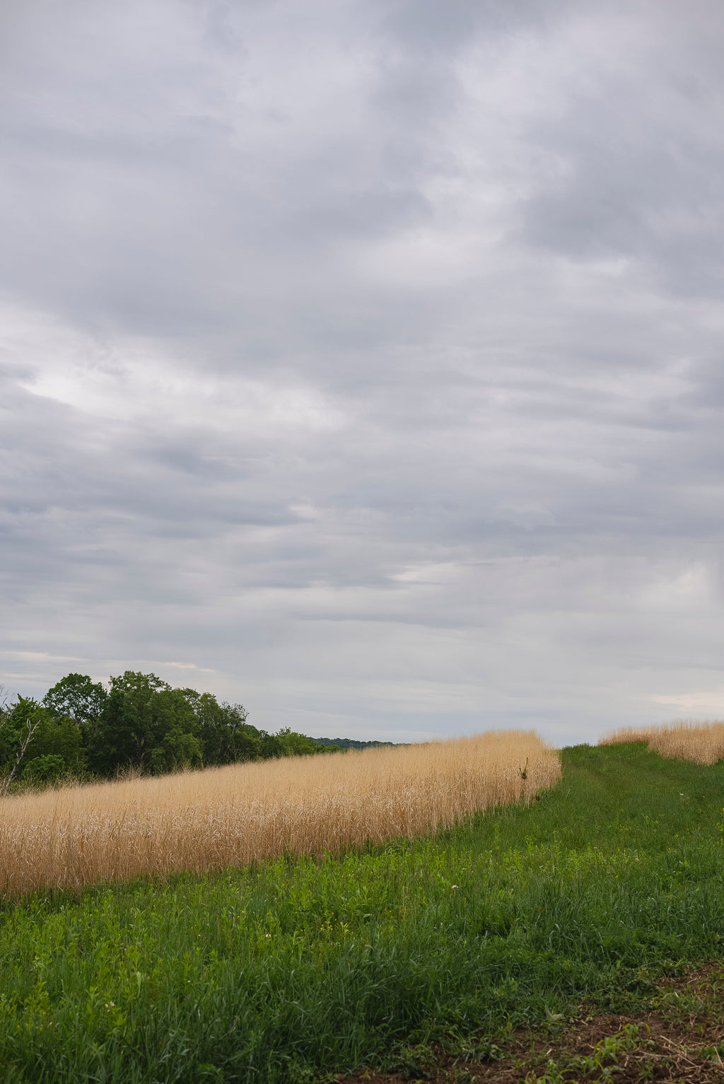 RC Big Rock Switchgrass Food Plot Seed