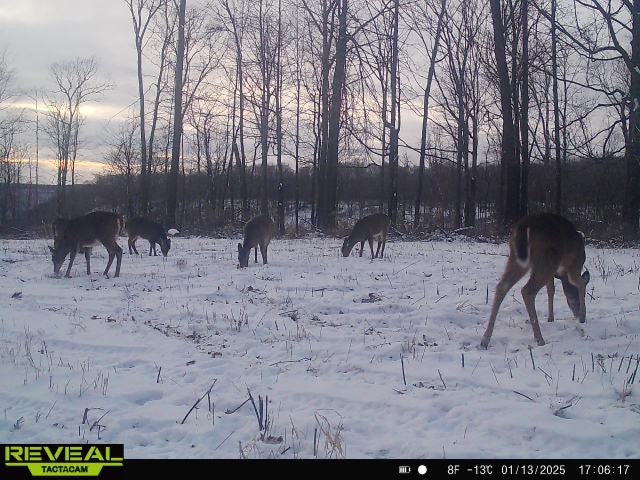 3-Way Grainz Food Plot Seed