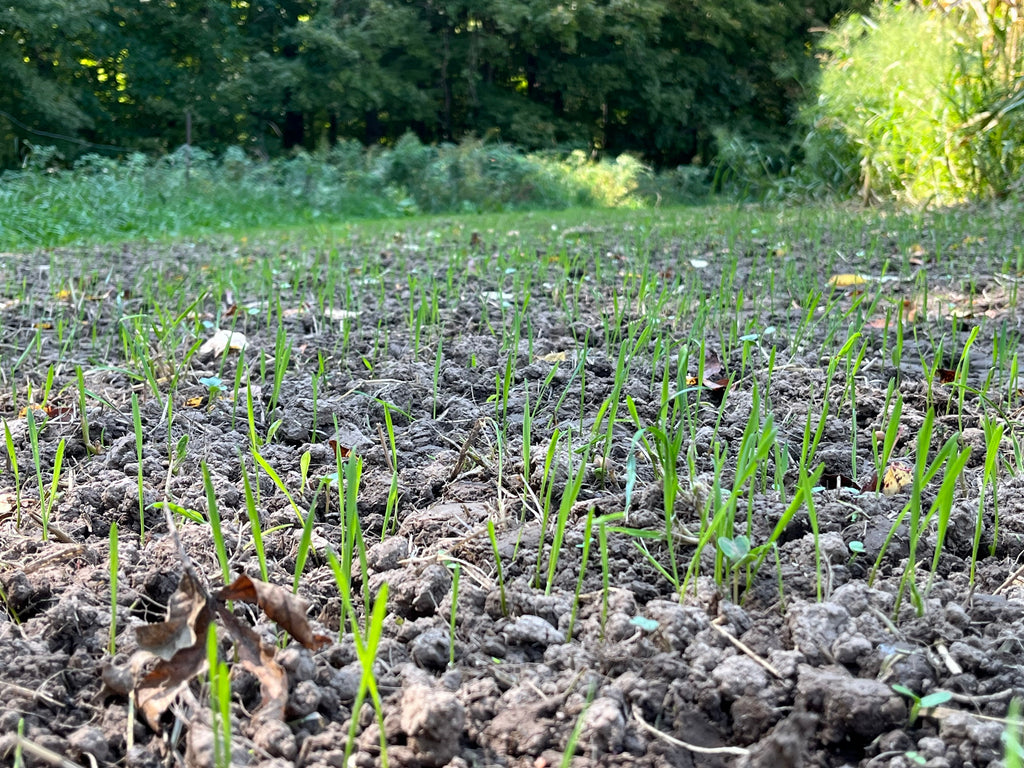 3-Way Grainz Food Plot Seed