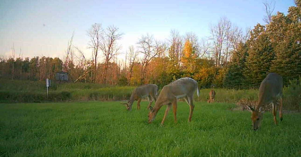 3-Way Grainz Food Plot Seed