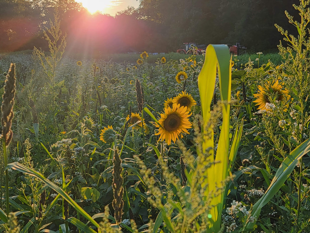 Dirty Bird™ Food Plot Seed