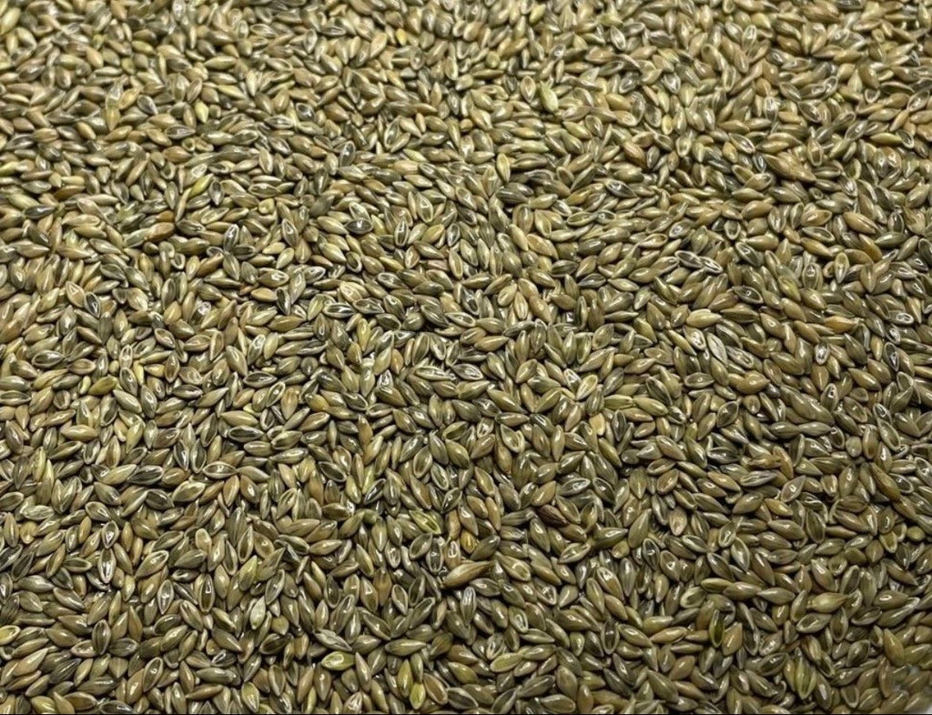 RC Big Rock Switchgrass Food Plot Seed