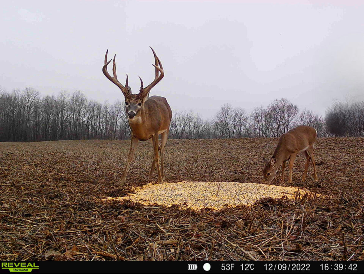 Pre-Game™ Deer Feed