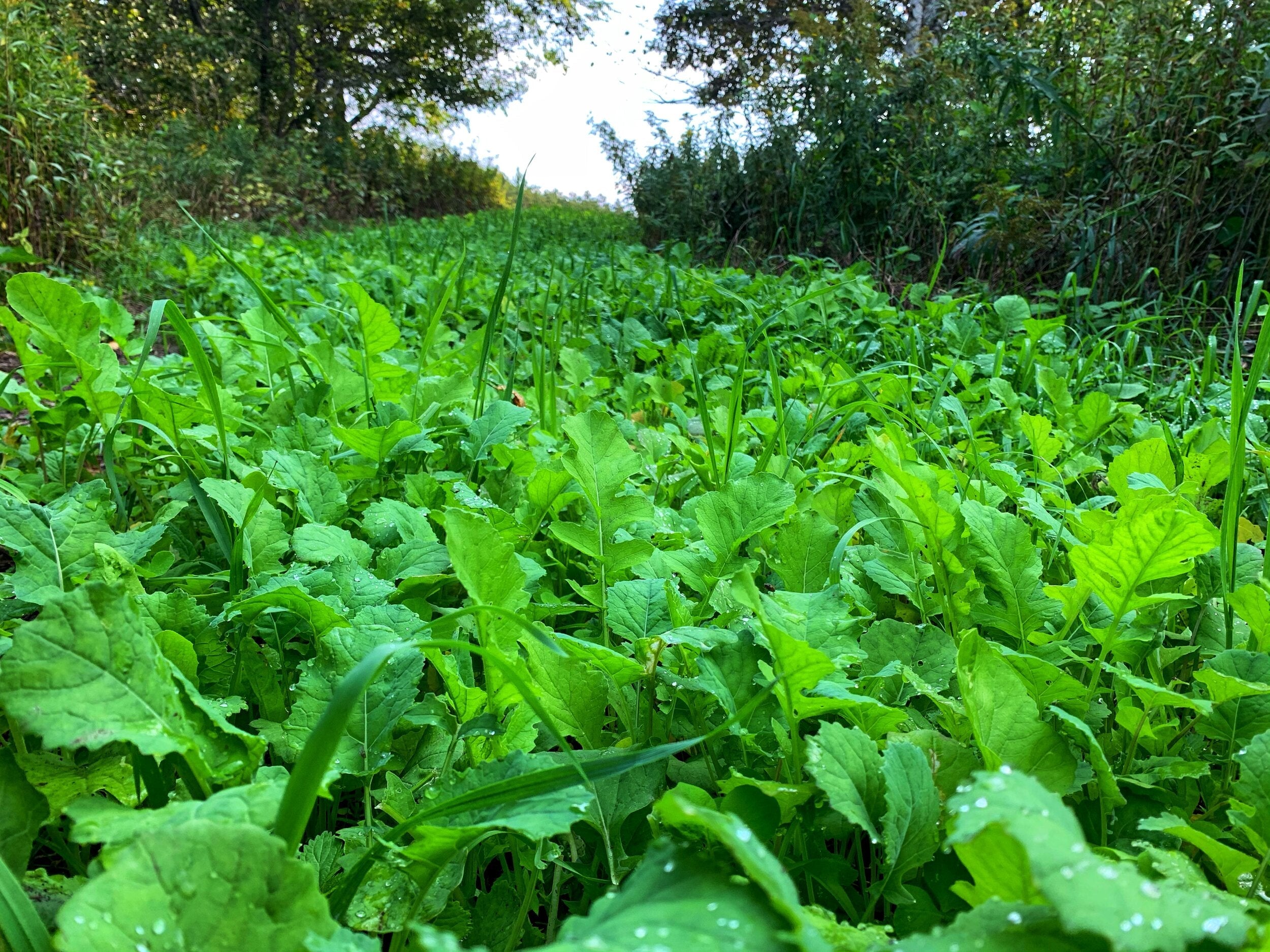 No BS™ Food Plot Seed